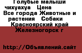 Голубые малыши чихуахуа › Цена ­ 25 000 - Все города Животные и растения » Собаки   . Красноярский край,Железногорск г.